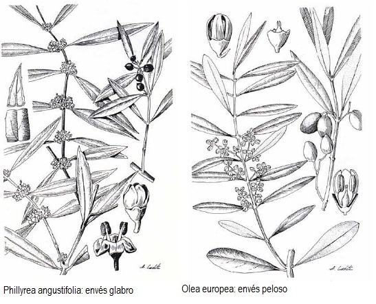 phillyrea angustifolia y olea europea
