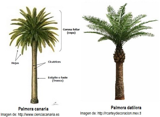Palmera canaria vs palmera datilera