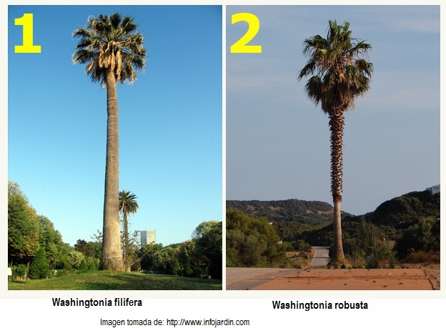 Washingtonia filifera vs W robusta